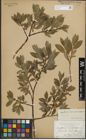 Foto von Salix glauca L. x Salix phylicifolia L.